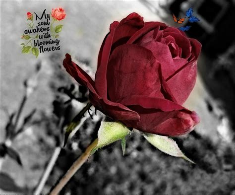 Wallpaper Flowers Red Selective Coloring Blossom Leaf Flower