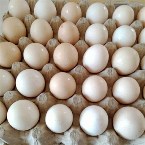Jual Telur Ayam Kampung Pack Isi 6pcs Shopee Indonesia