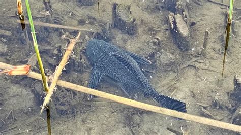 The Plecostomus Wetlands Park Friends