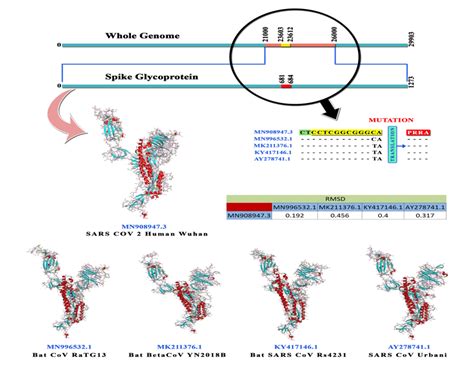 Sequence Comparison And Structural Deviation Of The Spike Glyco Protein