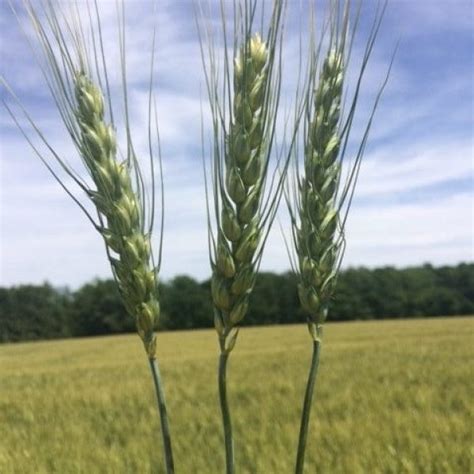 Hilliard Soft Red Winter Wheat Ontario C M Seeds