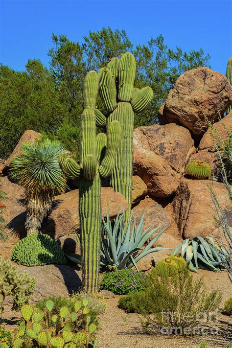 Desert cactus landscape in Arizona Photograph by Norm Lane - Fine Art ...