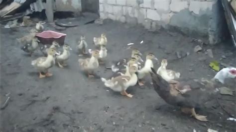 Серия 36, О Родительнице Утке 🦆 и Еёшних Утят деток Октябрят 🐣🐣🐣🐣🐣🐣 ...
