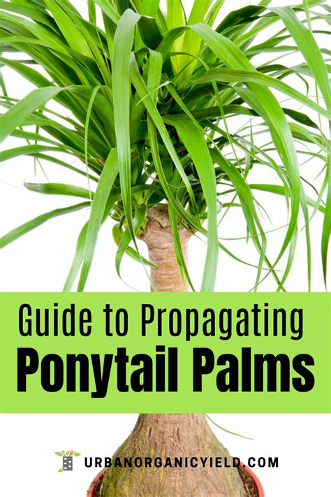 Ponytail palm propagation from cuttings and seeds – Artofit