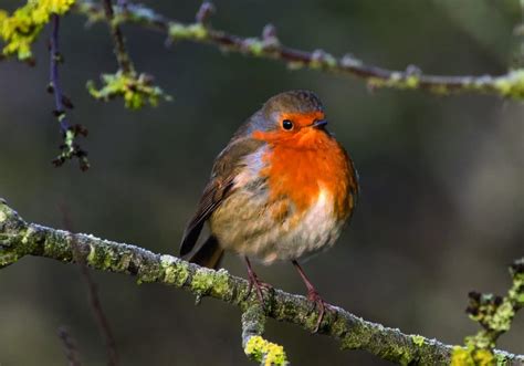 Dossier Sur Le Rougegorge La Salamandre