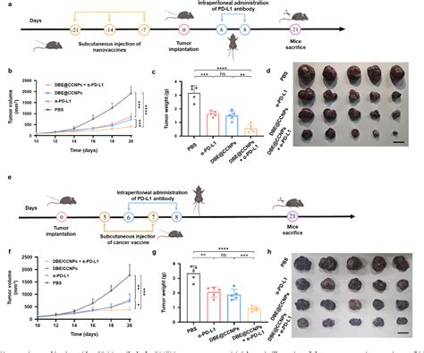 Cd47ko Crt Dual Bioengineered Cell Membrane Coated Nanovaccine Combined