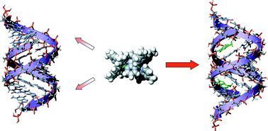 Dinuclear Ruthenium Ii Complexes As Potential Probes For RNA Bulge