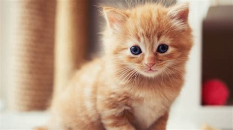 Cute Brown Kittens