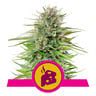 Get Blue Cheese Feminized Cannabis Seeds Royal Queen Seeds USA