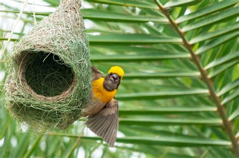 11 Birds That Build Beautiful Hanging Nests With Photos Bird Nature