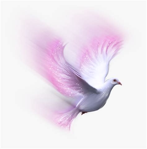 Transparent White Dove Png White Bird Transparent Background Png