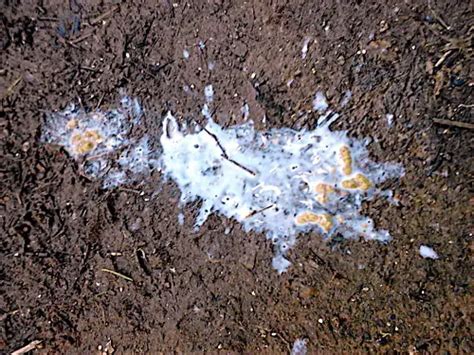White Diarrhea In Poultry Causes And Treatment Livestocking