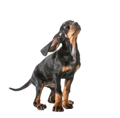 Black And Tan Coonhound Welpen Kaufen Welpe De