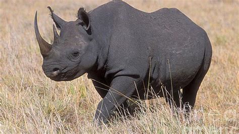 Cites Against Legalising Rhino Horn Trade