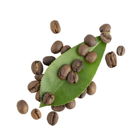 Healthy Coffee Beans Green Diet Leaf Coffee Beans Bean Png