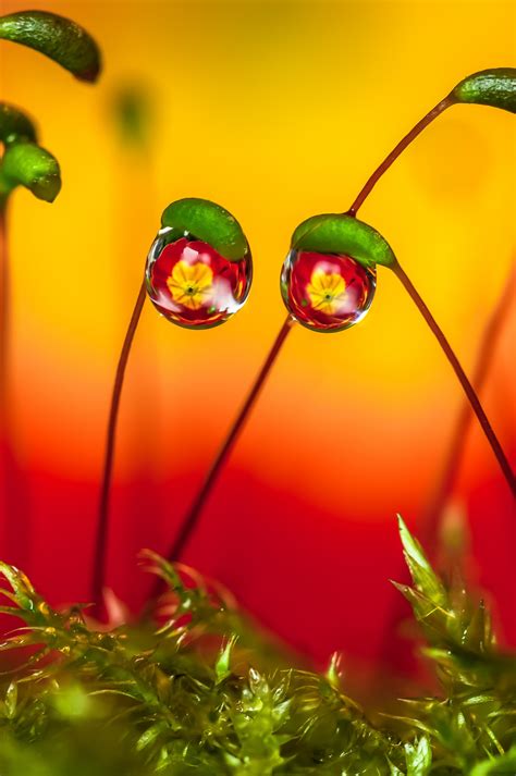 Free Images Light Leaf Petal Vegetation Amber Grass Terrestrial