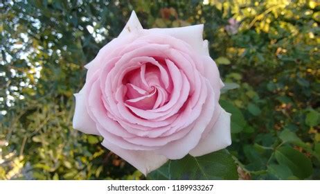 Frederic Mistral Rose Stock Photo 1189933267 | Shutterstock