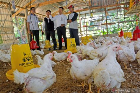 Peternak Ayam Petelur Di Nganjuk