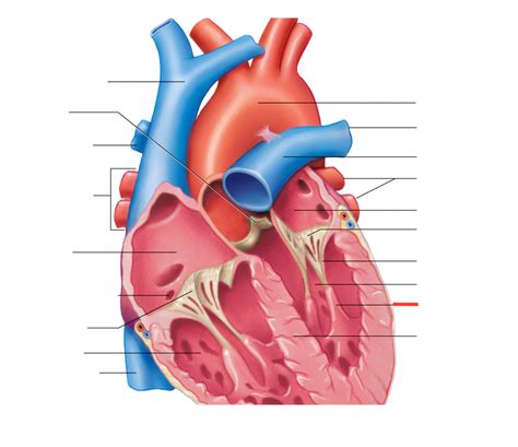 Heart Labeling Quiz Diagram | Quizlet