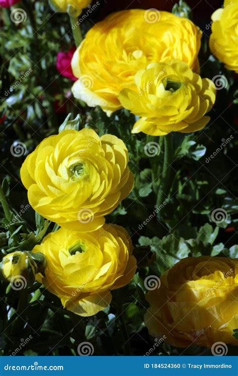 A Close Up Of A Group Of Yellow Ranunculus Flowers Stock Photo Image