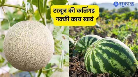 Watermelon Vs Melon उन्हाळ्यात कलिंगड खावं की टरबूज कशाचे आहेत जास्त फायदे