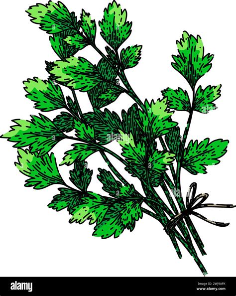 Leaf Parsley Sketch Hand Drawn Vector Stock Vector Image And Art Alamy