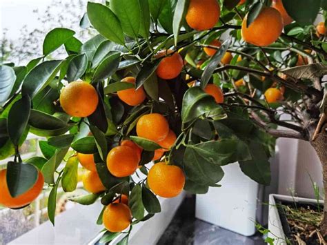 All About Growing Indoor Orange Trees - Minneopa Orchards