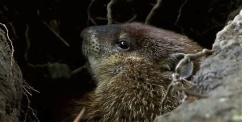 What problems can be caused by groundhog digging?