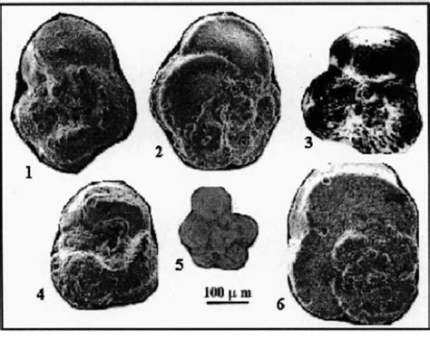 Selective Index Planktic Foraminifera Of The CompanianMaastrichtian