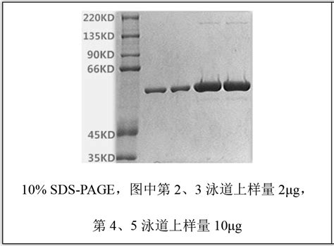 HPV 16 L1兔多克隆抗体