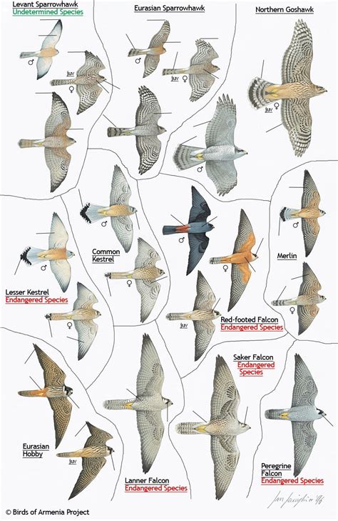 Hawk Identification Guide Plate Sparrowhawks Goshawks Kestrels