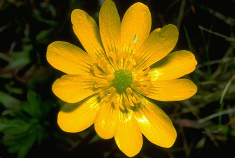 Buttercup California Wildflowers · Inaturalist Mexico