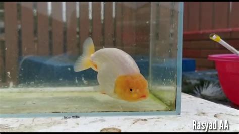 Goldfish Koleksi Ikan Mas Koki Ranchu Budidaya Mahal Youtube