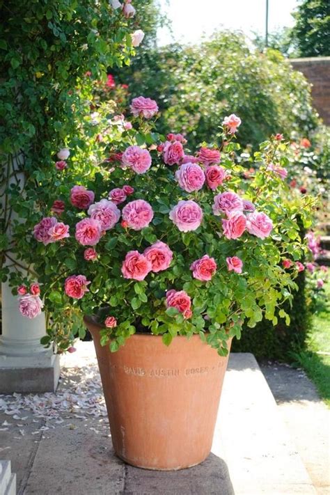 Planter Et Entretenir Un Rosier En Bac Pour Embellir Votre Balcon