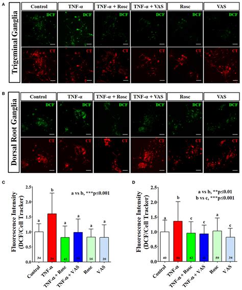 Frontiers TNF α Increases Production of Reactive Oxygen Species