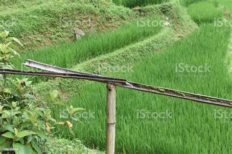 Connecting Segments Of Bamboo Irrigation System In Sa Pa Stock Photo