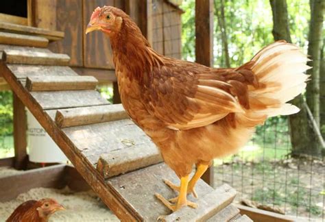 Golden Comet Chickens Everything You Need To Know