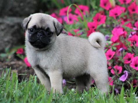 Pug Puppies for Sale - Twin Oaks Puppies