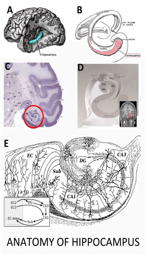 Hippocampus Anatomy Anatomical Charts And Posters