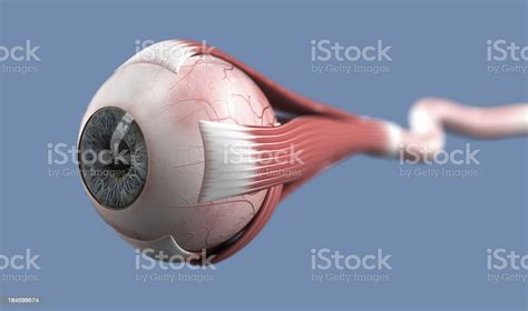 Eyeball With Muscles And Optic Nerve Stock Photo Download Image Now