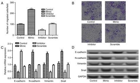 MiR8855p Upregulation Promotes Colorectal Cancer Cell Proliferation