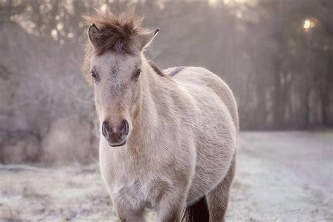 pale horse on a cold winter morning – Stan Schaap PHOTOGRAPHY