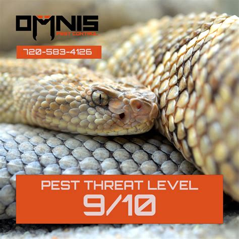 Snake Removal - Pest Library - Omnis Pest Control