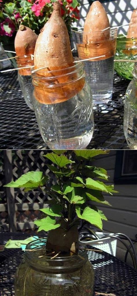 Comment Faire Pousser Facilement Des Plantes Chez Soi