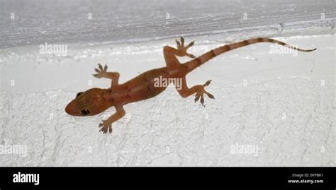 House Gecko Hemidactylus Frenatus Stock Photo Alamy