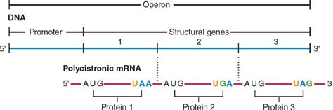 Regulation of Gene Expression | Basicmedical Key