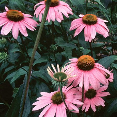 Echinacea: Usefulness and Safety | NCCIH