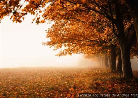 Meteo Lucca Domani Sereno Poi Nuvoloso Con Pioviggine METEO