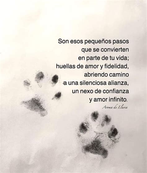 Más de 60 Frases de perros cortas que te inspirarán