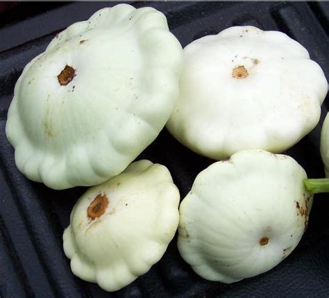 Summer Squash - White Bush Scallop - St. Clare Heirloom Seeds